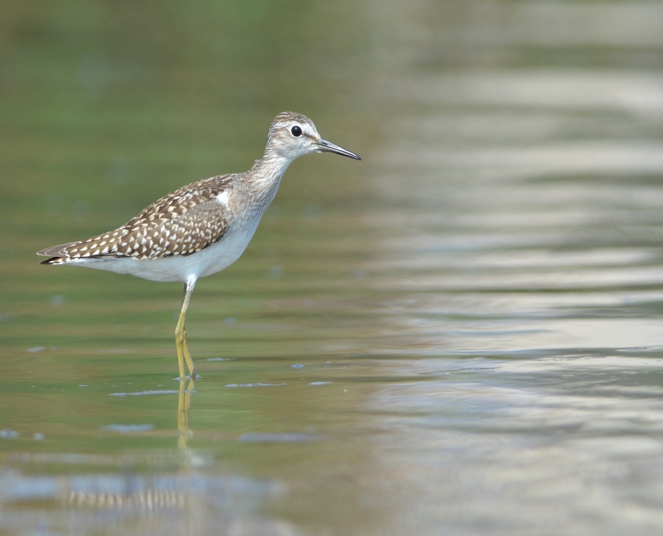 Wood Sandpiper