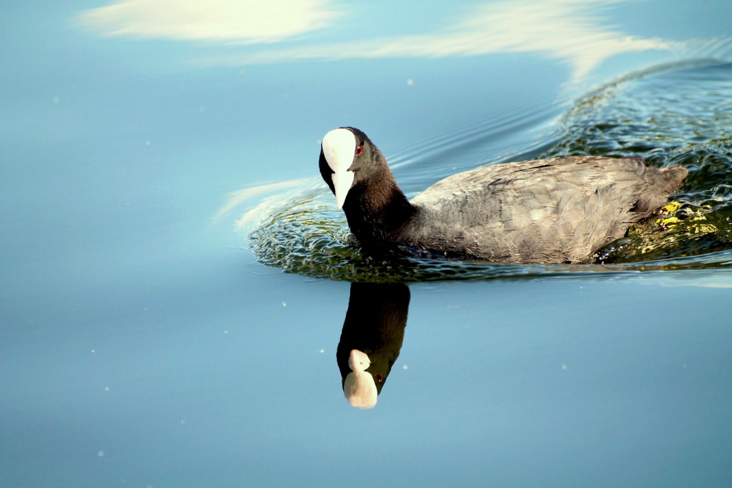 Eurasian Coot