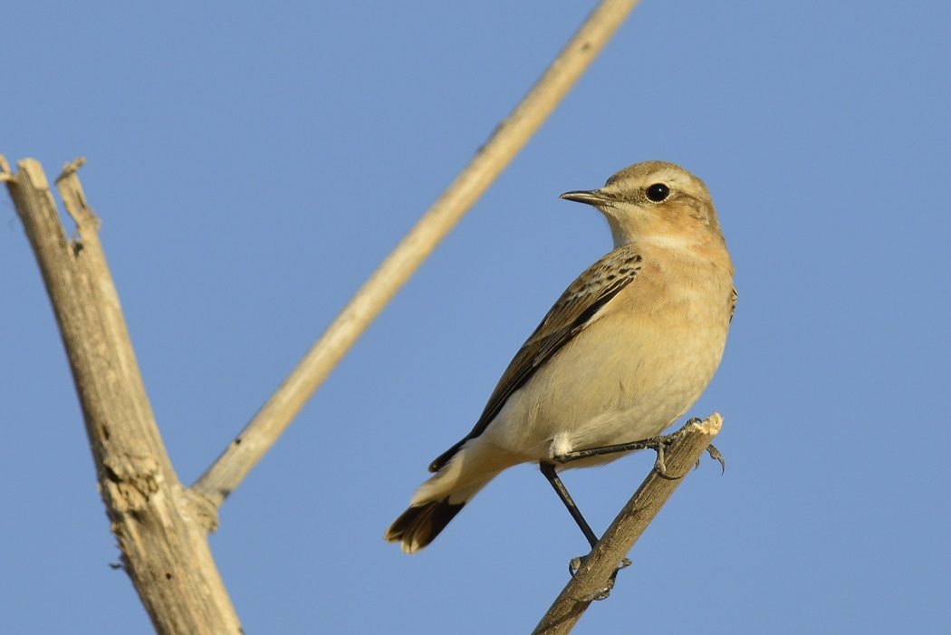 Northern Wheatear