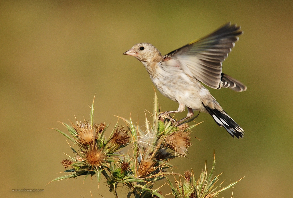 European Goldfinch