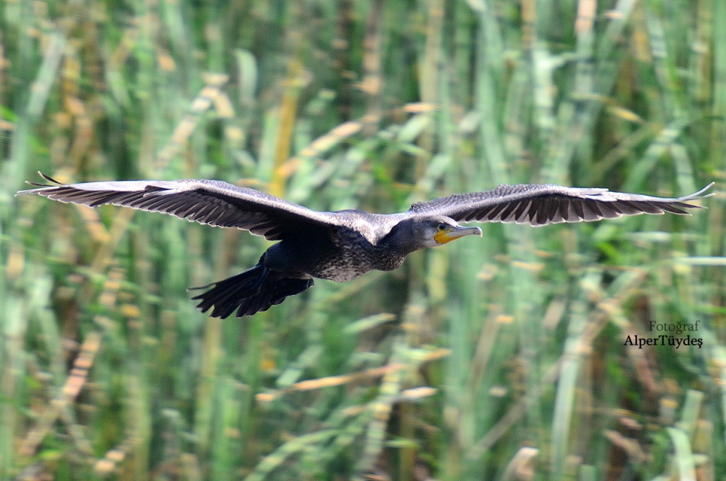 Great Cormorant