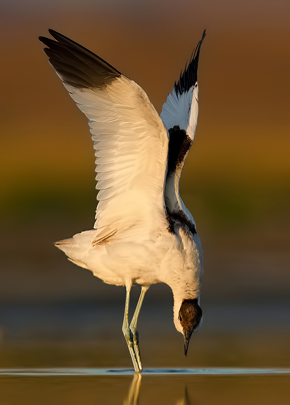 Pied Avocet