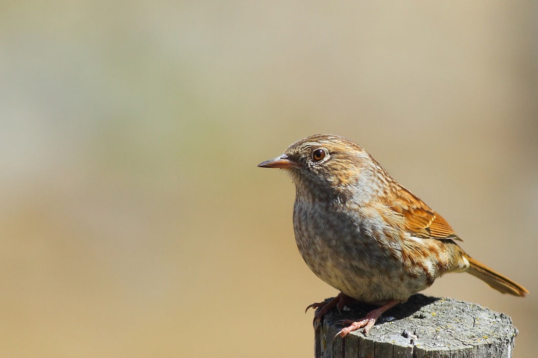 Dunnock