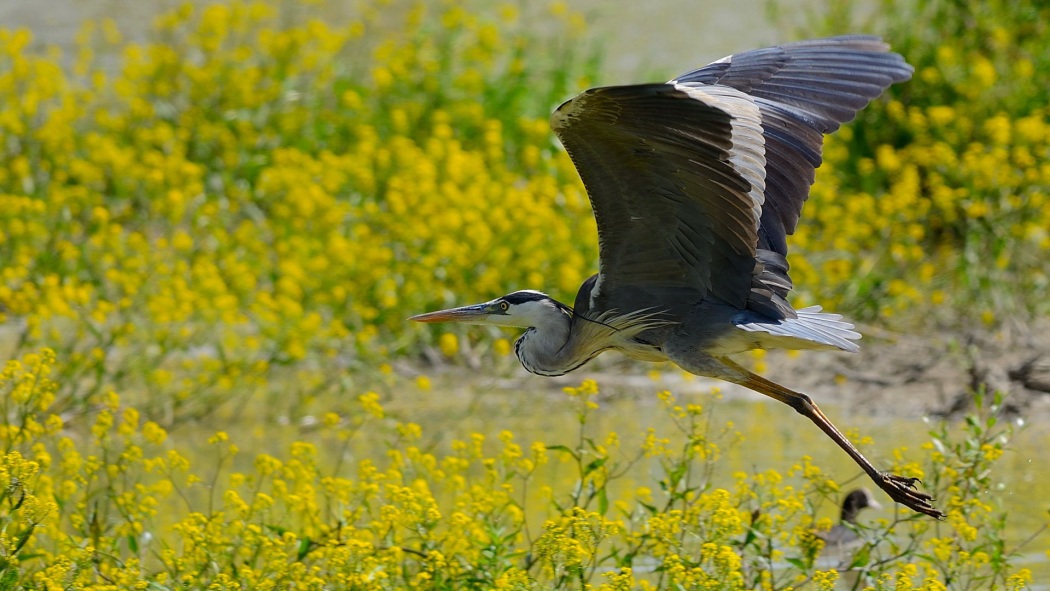 Grey Heron