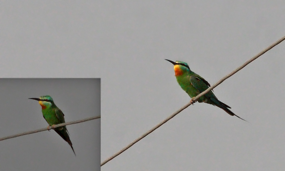 Blue-cheeked Bee-eater