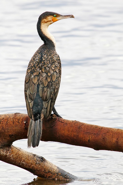 Great Cormorant