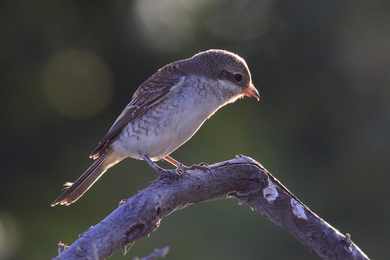 Red-backed Shrike