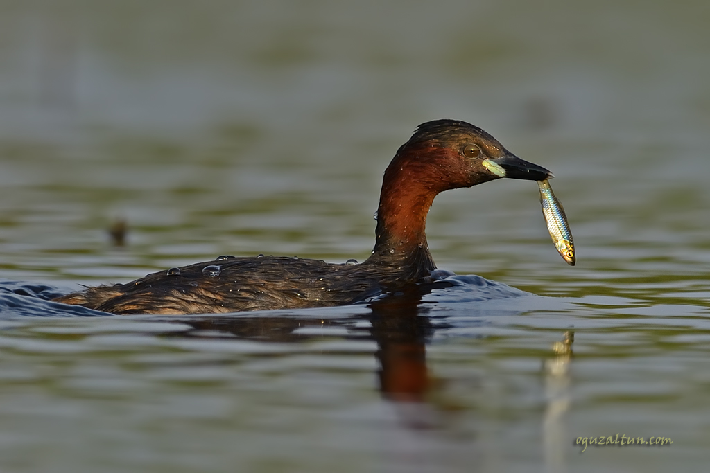 Little Grebe