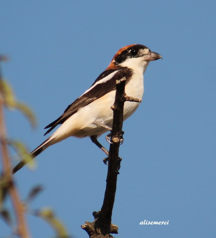 Woodchat Shrike