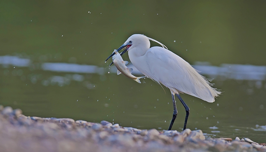 Little Egret