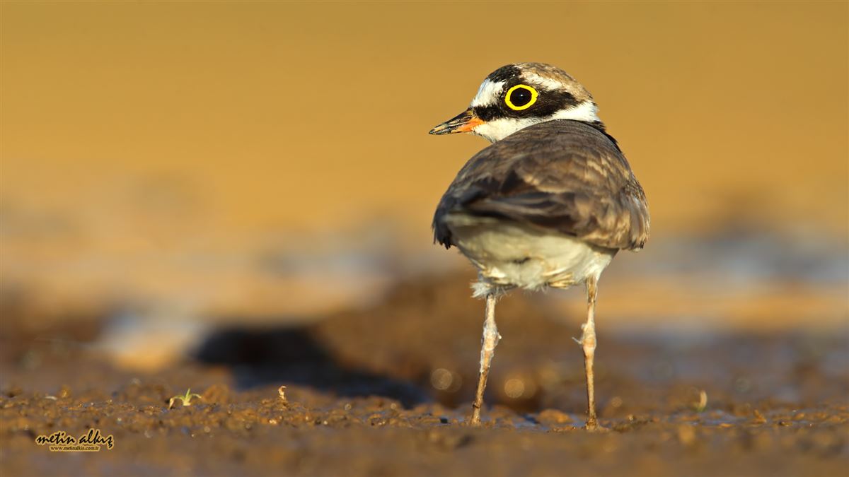 Little Ringed Plover