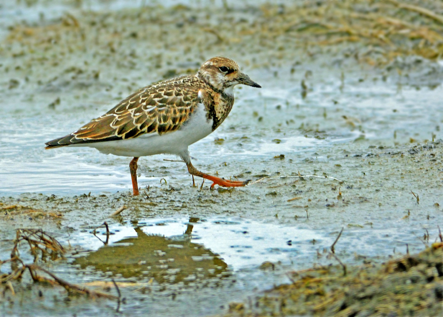 Ruddy Turnstone