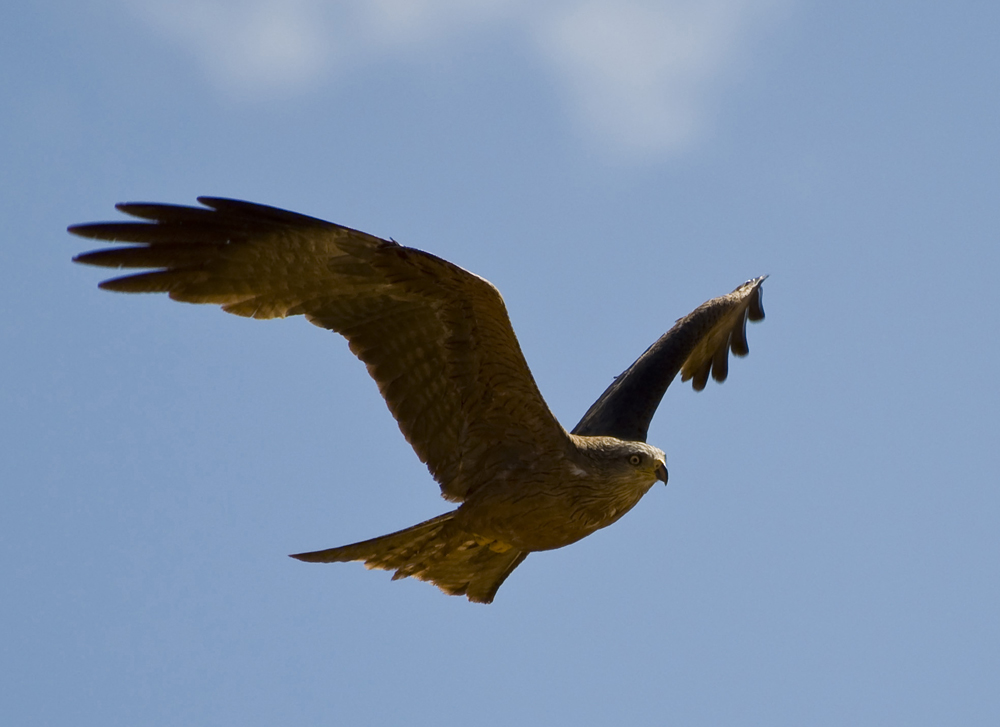 Black Kite