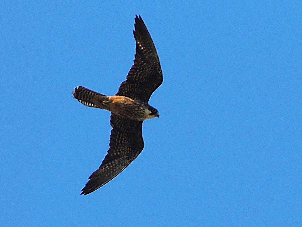 Eurasian Hobby