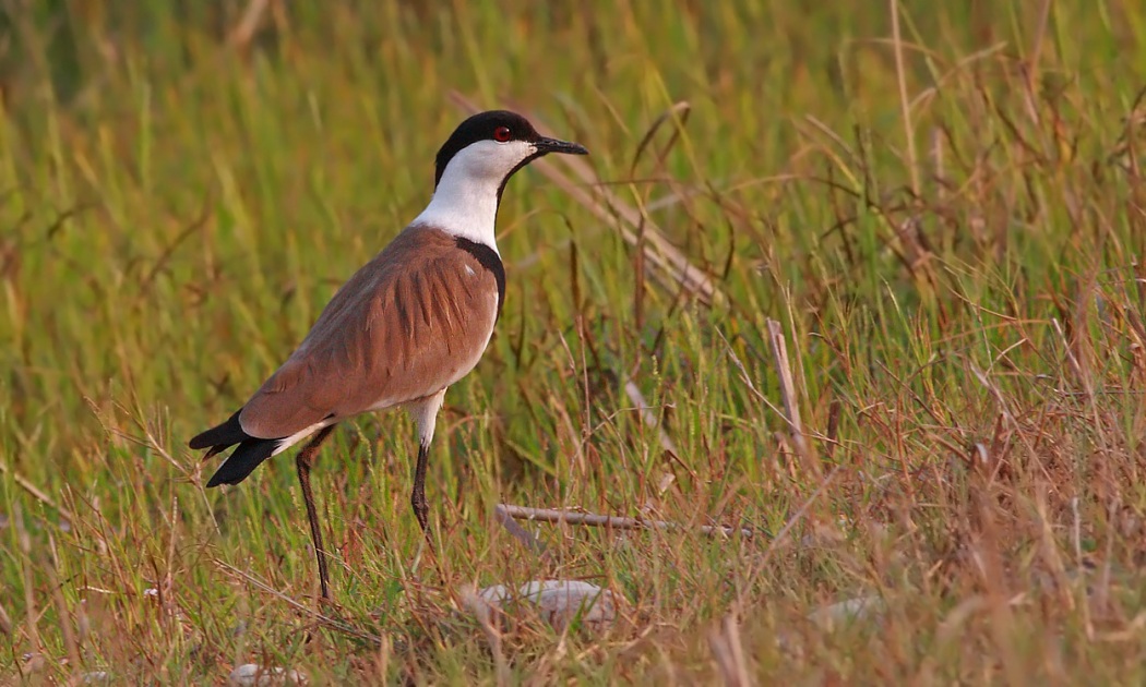 Spur-winged Lapwing