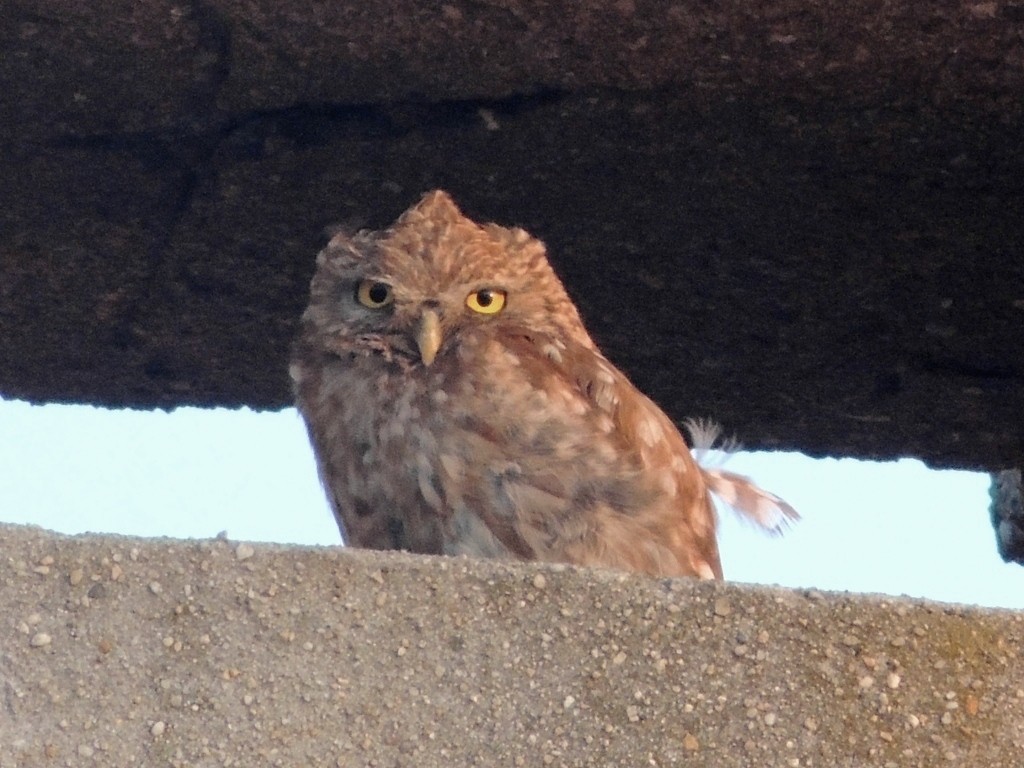 Little Owl