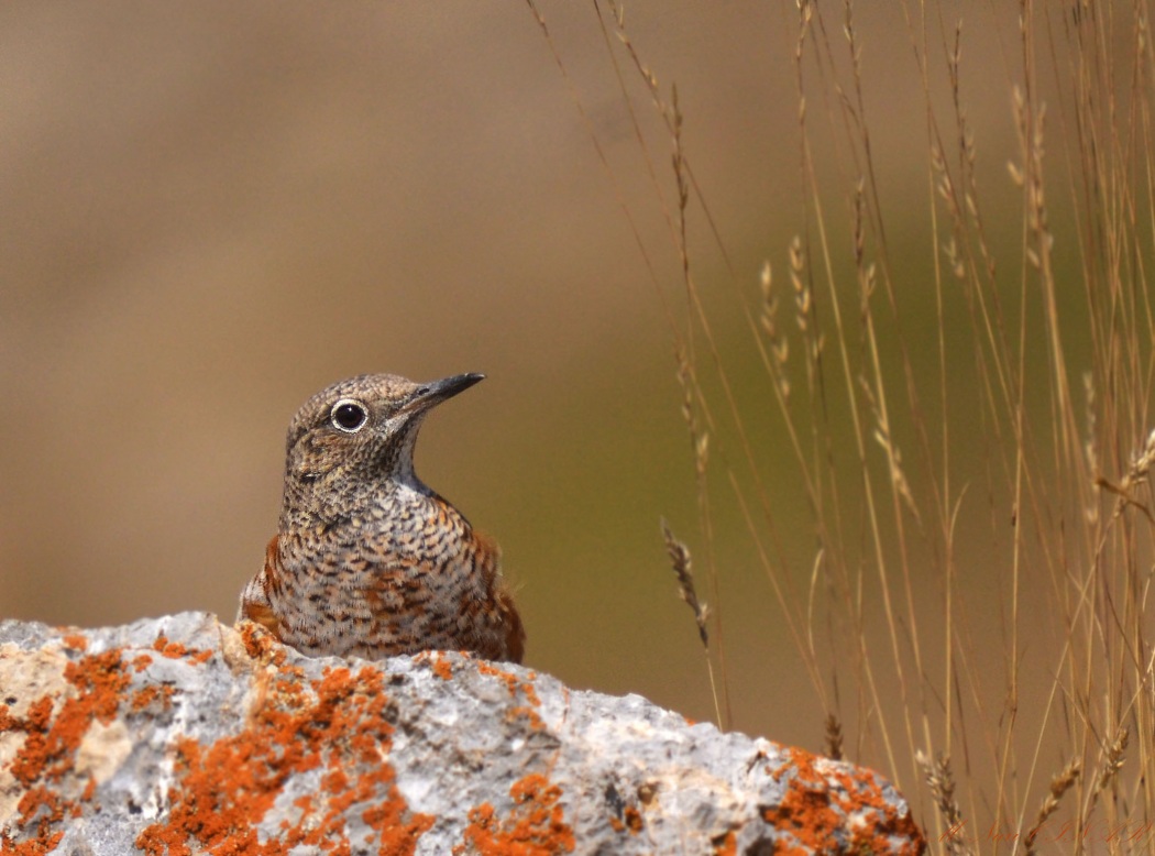 Common Rock Thrush