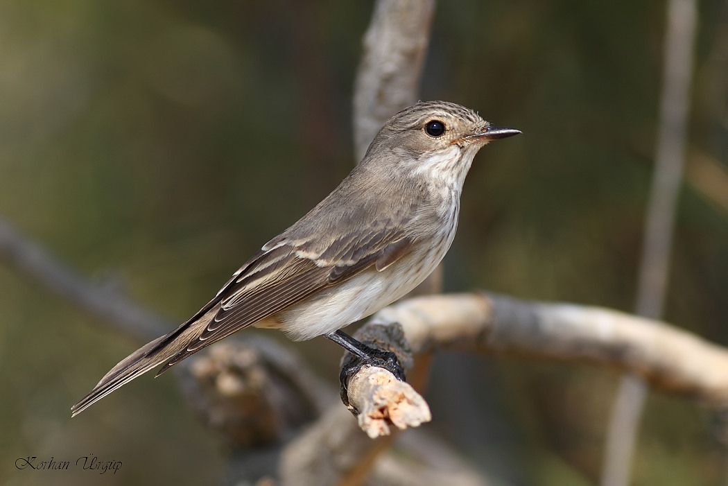 Spotted Flycatcher