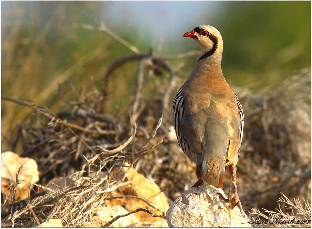 Chukar Partridge