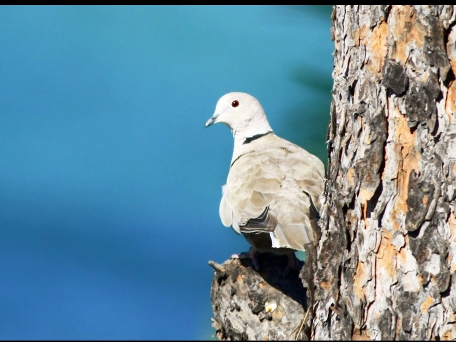 Eurasian Collared Dove
