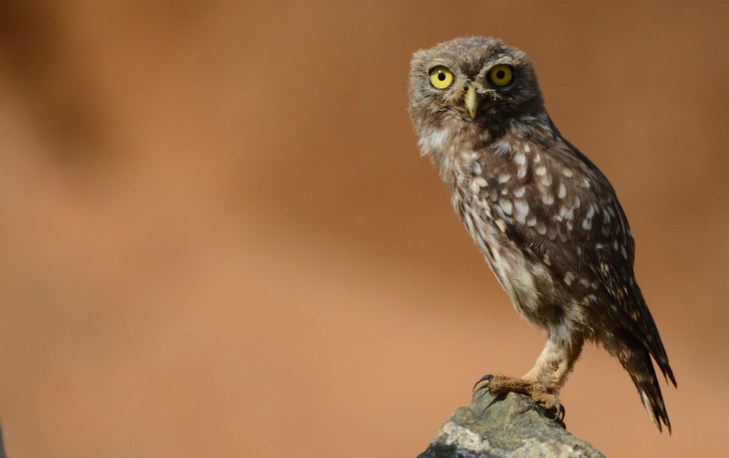 Little Owl