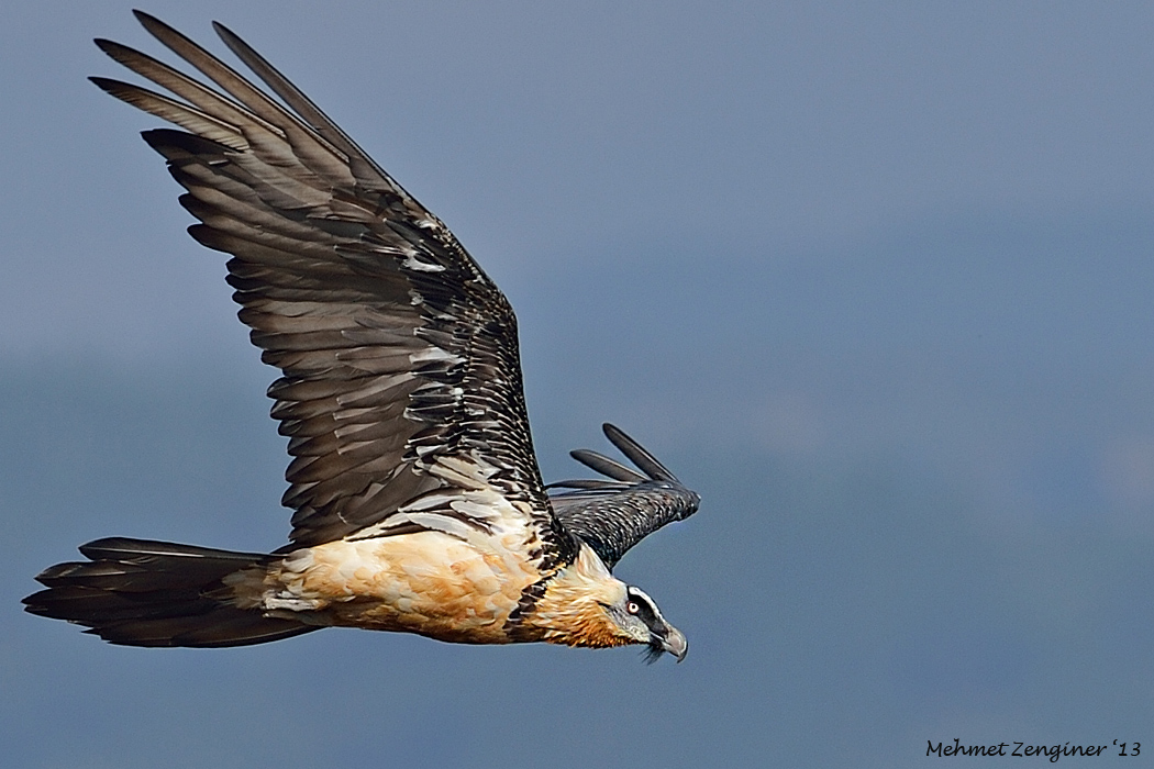 Bearded Vulture