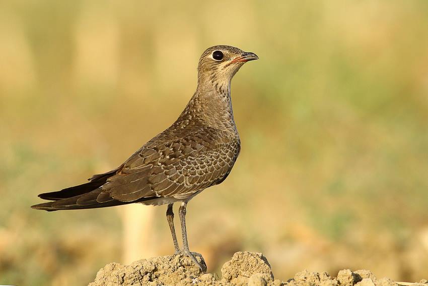 Collared Pratincole
