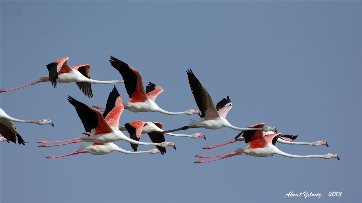 Greater Flamingo