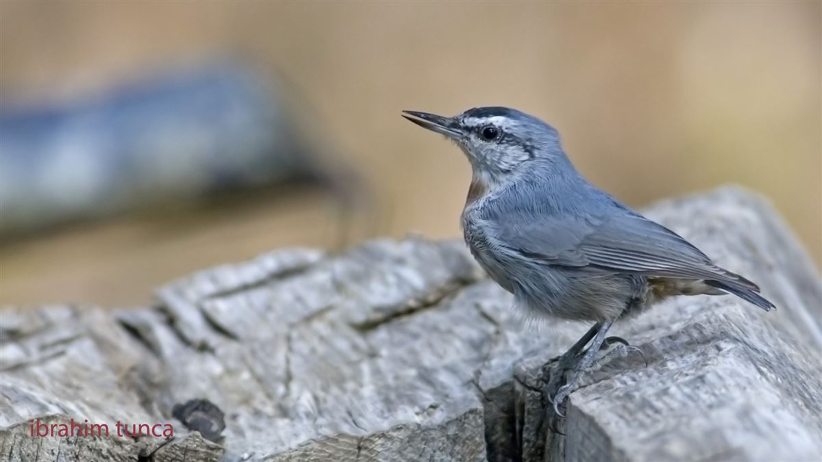 Krüper`s Nuthatch