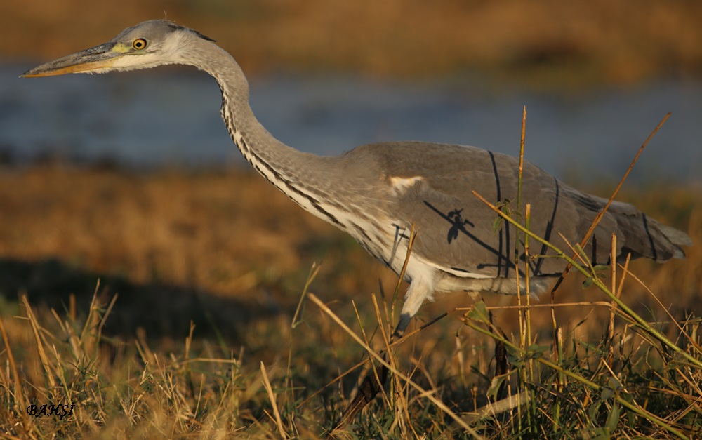 Grey Heron