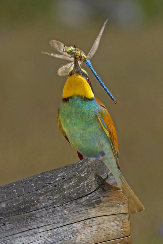 European Bee-eater