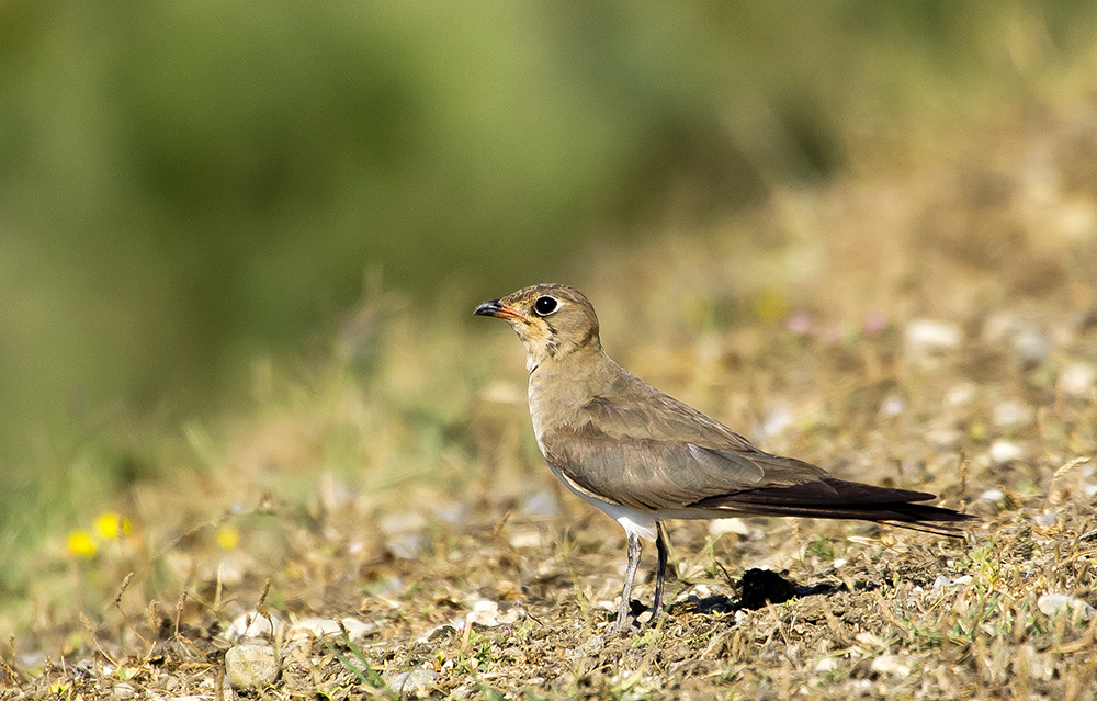 Collared Pratincole