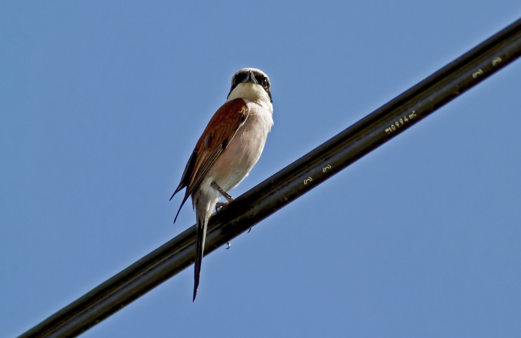 Red-backed Shrike