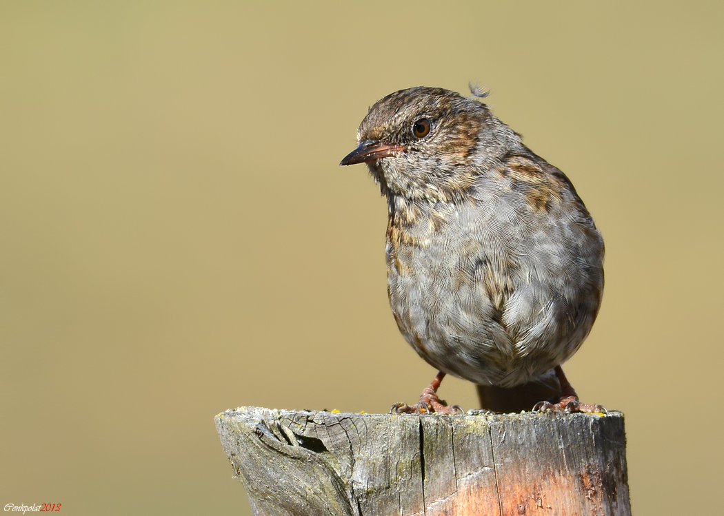 Dunnock