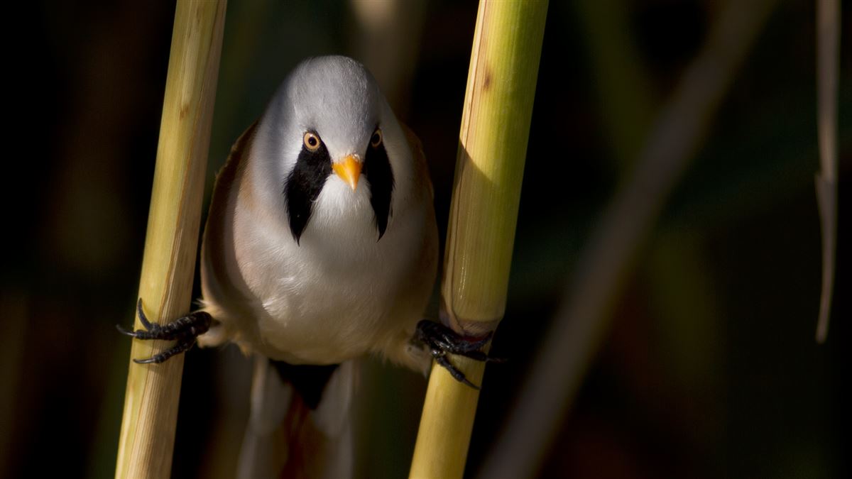 Bearded Reedling