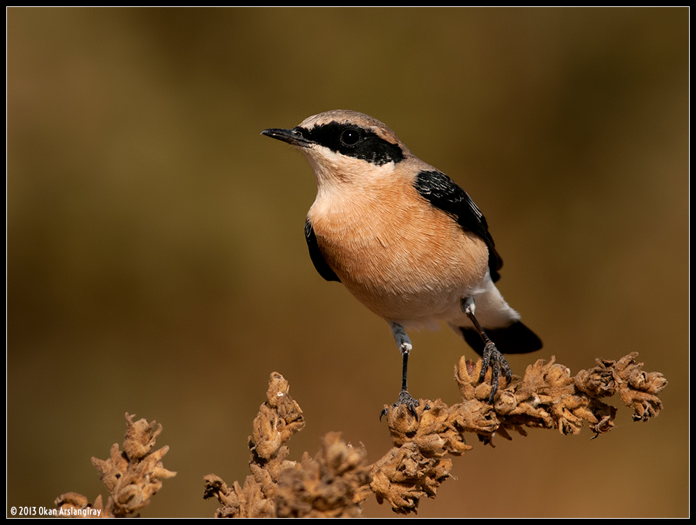 Black-eared Wheatear