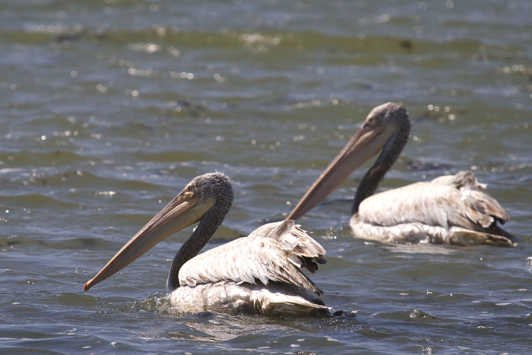 Dalmatian Pelican