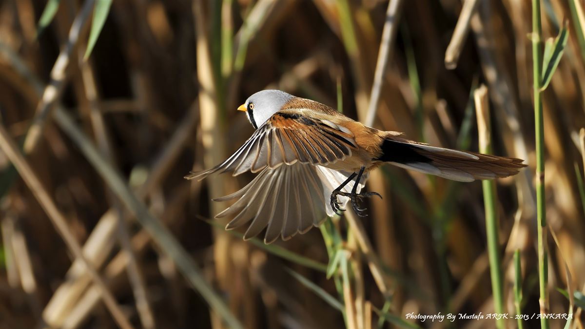 Bearded Reedling