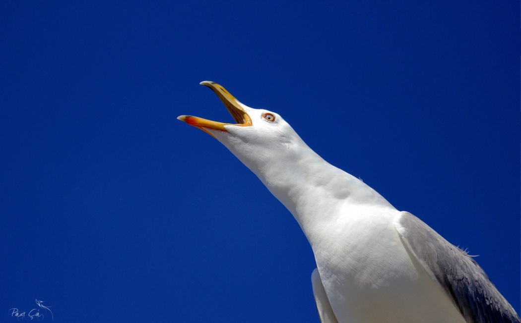 Yellow-legged Gull