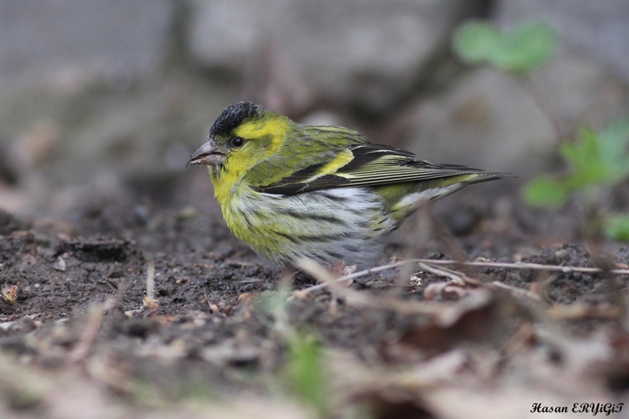 Eurasian Siskin