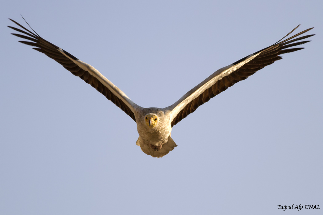 Egyptian Vulture