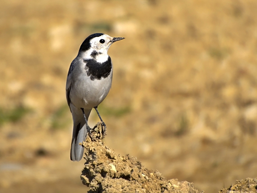 White Wagtail