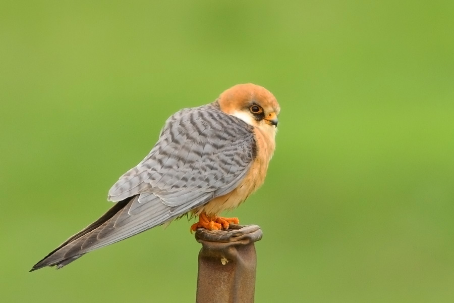 Red-footed Falcon