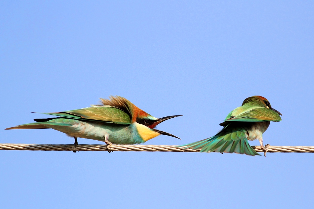 European Bee-eater