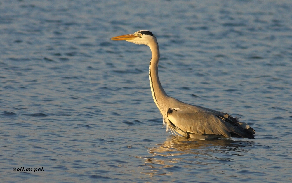 Grey Heron