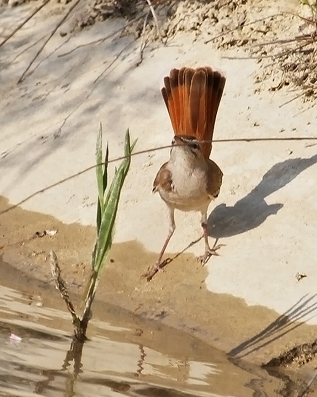 Rufous-tailed Scrub Robin