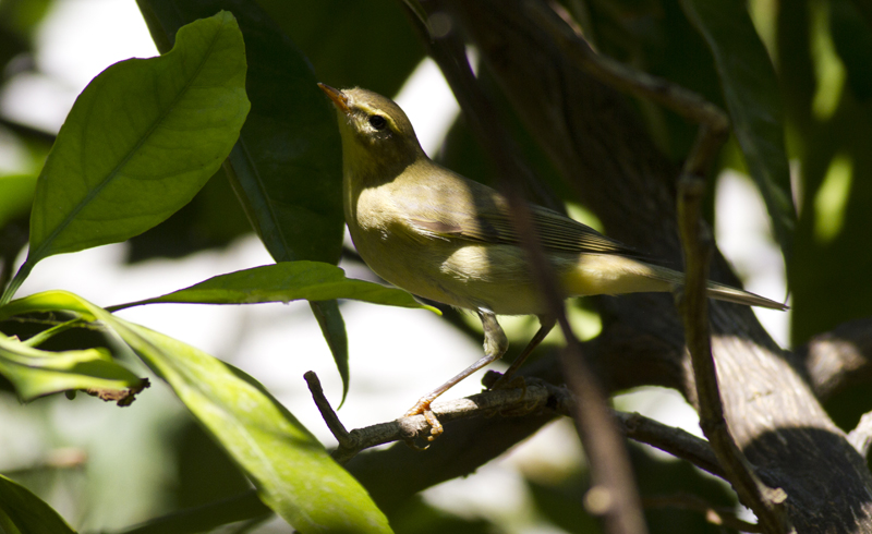 Willow Warbler
