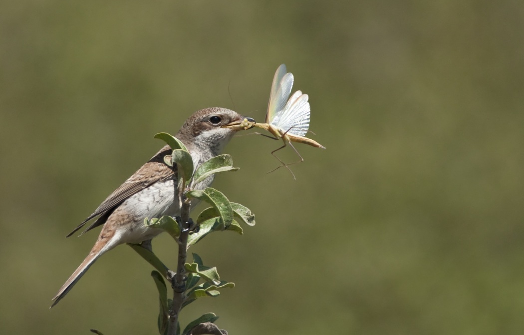 Red-backed Shrike