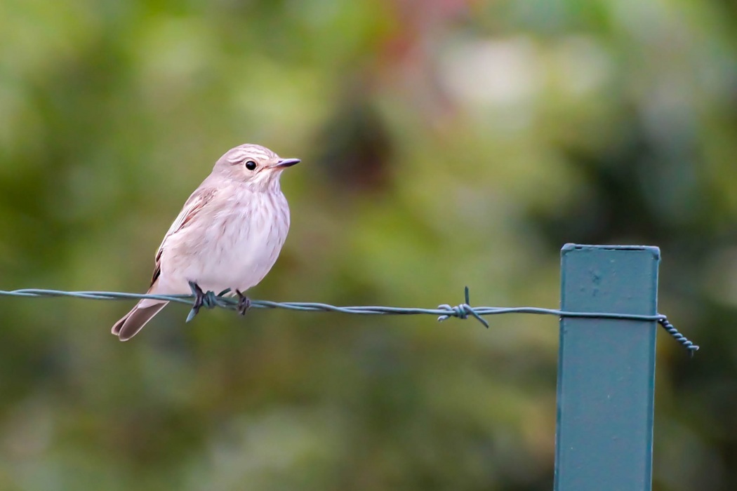 Spotted Flycatcher