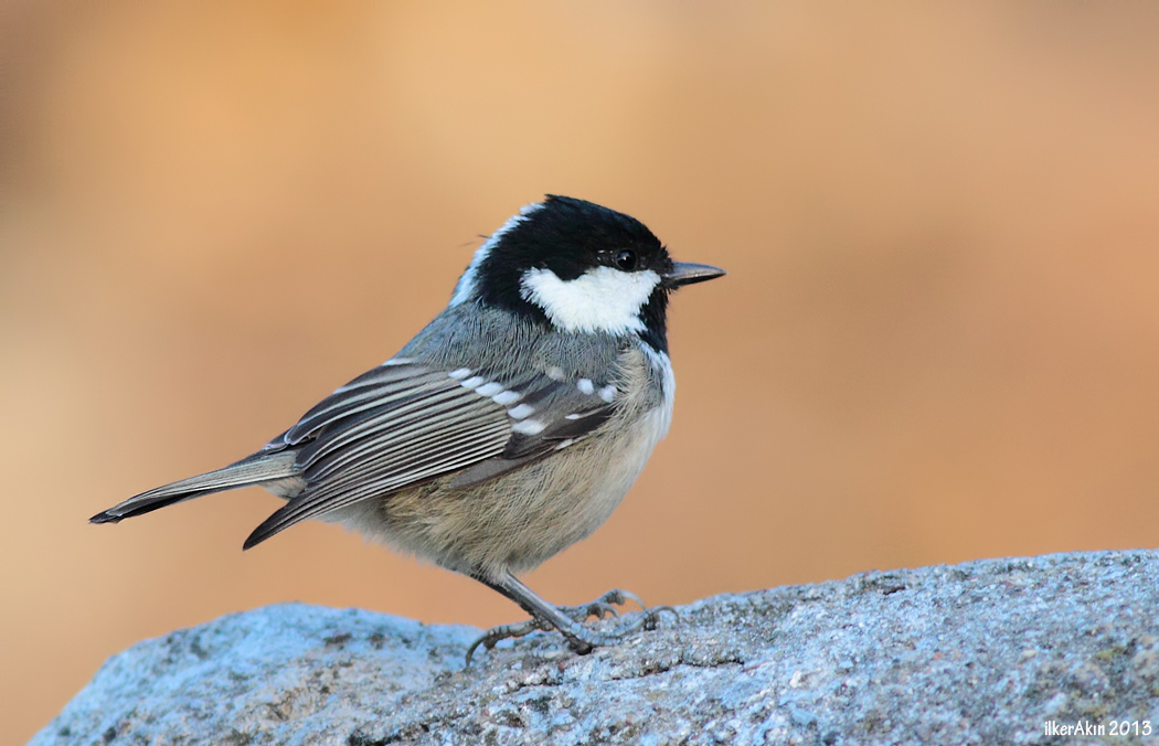 Coal Tit